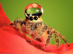 A spider with a water droplet hat! A huntsman is about 100x this size. But look at his cute little face. (Picture: not mine)